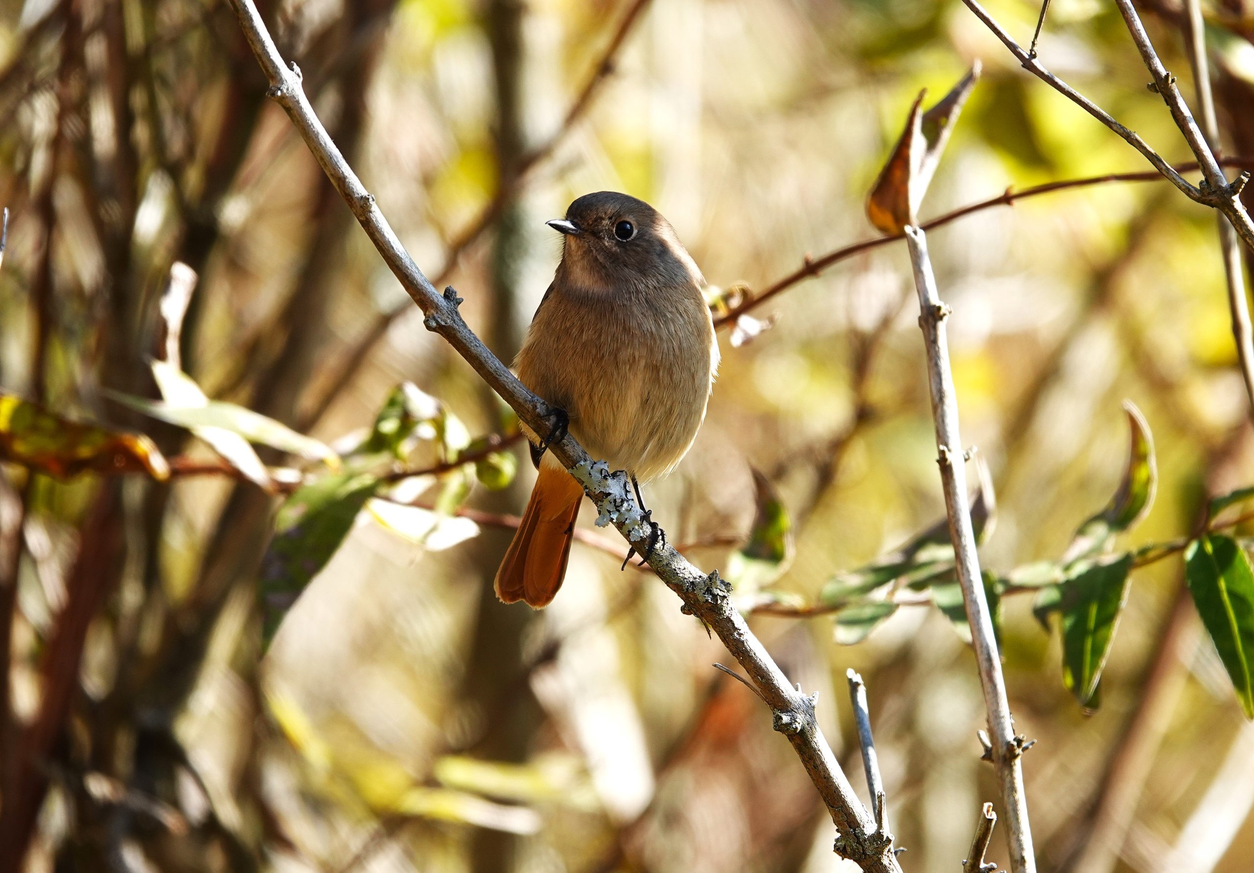 野鳥観察会（神戸市立森林植物園）報告　